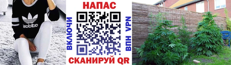 Бошки марихуана Amnesia  Заволжск 